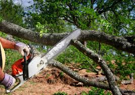 Best Storm Damage Tree Cleanup  in Jefferson, IA