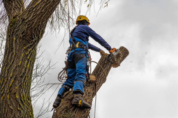 How Our Tree Care Process Works  in  Jefferson, IA