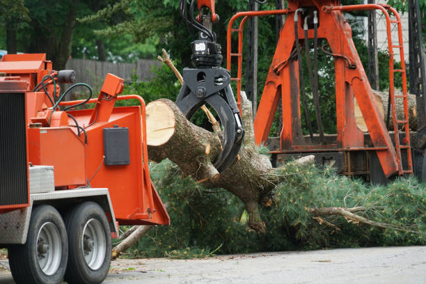 Reliable Jefferson, IA Tree Removal Solutions